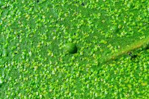 A continuous layer of floating algae Lemna and Wolffia on the surface of a eutrophic lake, Ukraine photo