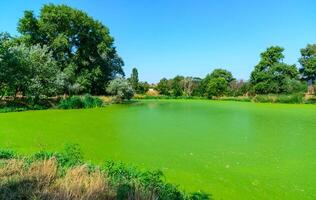 The serene landscape depicts a green lake with floating aquatic vegetation from Lemna and Wolffia, a park in Odessa photo