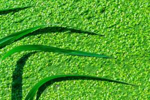 A pond with floating algae duckweed and reeds with leaves lying on the surface of the water, a natural setting photo