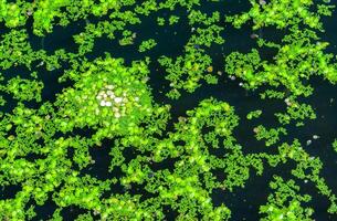 A continuous layer of floating algae Lemna and Wolffia on the surface of a eutrophic lake, Ukraine photo
