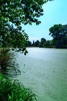 The serene landscape depicts a green lake with floating aquatic vegetation from Lemna and Wolffia, a park in Odessa photo