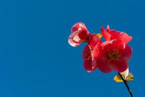 Red Chaenomeles flowers in the garden against the blue sky, Ukraine photo