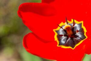 Close-up, red tulip with bright pistil and black stamens, Ukraine photo