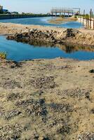 Environmental problem, mass death of fish Atherina sp. in the canal photo