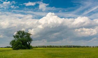 White cumulus clouds over green wheat field, Ukraine photo