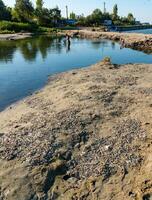 Environmental problem, mass death of fish Atherina sp. in the canal photo