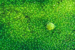 Horse chestnut floating in water with on water covered with floating plants in the rich ecosystem of a eutrophic lake, Ukraine photo