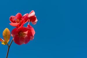 Red Chaenomeles flowers in the garden against the blue sky, Ukraine photo