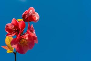 Red Chaenomeles flowers in the garden against the blue sky, Ukraine photo