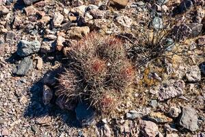 Cottontop cactus Echinocactus polycephalus, Cacti in the stone desert in the foothills, Arizona photo