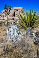 Echinocereus in the foreground, Rock landscape - Yucca Brevifolia Mojave Desert Joshua Tree National Park, CA photo