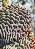 Dehydrated Beavertail cactus Opuntia basilaris, prickly pear cactus, California, USA photo