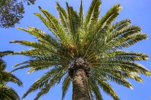 Phoenix canariensis - large date palm on Catalina Island in the Pacific Ocean, California photo