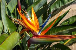 Bromeliad flower on a background of green vegetation at Avalon on Catalina Island in the Pacific Ocean, California photo