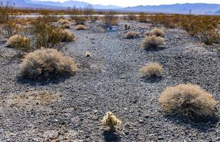 California desert landscape, cacti and other desert plants in rock desert in the foothills, California photo
