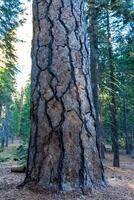 Trunk of a giant pine tree Sequoia National Park, California, USA photo