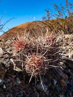 Cottontop cactus Echinocactus polycephalus, Cacti in the stone desert in the foothills, Arizona photo