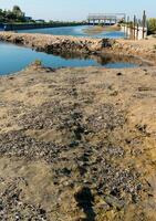 Environmental problem, mass death of fish Atherina sp. in the canal photo