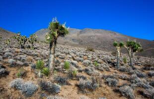 Joshua tree, palm tree yucca Yucca brevifolia, thickets of yucca and other drought-resistant plants on the slopes of the Sierra Nevada mountains, California, USA photo