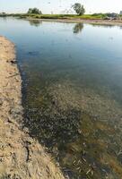 Environmental problem, mass death of fish Atherina sp. in the canal photo