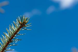 Sprig of coniferous tree Christmas tree against the blue sky photo