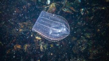 Jellyfish Beroe ovate eat Mnemiopsis leidy photo
