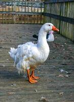 A large white goose with a red beak is walking along a wooden pier in the Pete Sensi Park, NJ photo