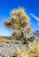 Teddy bear cholla Cylindropuntia bigelovii, cactus with tenacious yellow spines, numerous in the Sonoran Desert, California photo