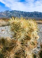 Teddy bear cholla Cylindropuntia bigelovii, cactus with tenacious yellow spines, numerous in the Sonoran Desert, California photo
