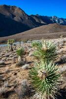 Joshua tree, palm tree yucca Yucca brevifolia, thickets of yucca and other drought-resistant plants on the slopes of the Sierra Nevada mountains, California, USA photo