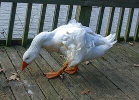 A large white goose with a red beak is walking along a wooden pier in the Pete Sensi Park, NJ photo