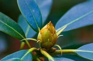Unopened Flower on a Tree, Flower Bud Between Green Leaves photo