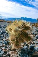 Teddy bear cholla Cylindropuntia bigelovii, cactus with tenacious yellow spines, numerous in the Sonoran Desert, California photo