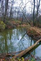 Autumn forest in a public park, old trees growing along a small river falling into the water, NJ photo