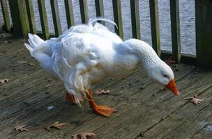 A large white goose with a red beak is walking along a wooden pier in the Pete Sensi Park, NJ photo