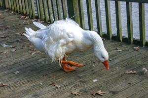 A large white goose with a red beak is walking along a wooden pier in the Pete Sensi Park, NJ photo