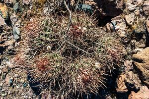 Cottontop cactus Echinocactus polycephalus, Cacti in the stone desert in the foothills, Arizona photo