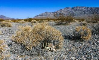 Dry desert vegetation and Dehydrated Beavertail cactus Opuntia basilaris, prickly pear cactus, California, USA photo