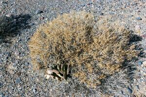 Dry desert vegetation and Dehydrated Beavertail cactus Opuntia basilaris, prickly pear cactus, California, USA photo