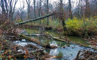 otoño bosque en un público parque, antiguo arboles creciente a lo largo un pequeño río que cae dentro el agua, Nueva Jersey foto