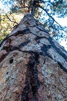 Trunk of a giant pine tree Sequoia National Park, California, USA photo