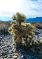 Teddy bear cholla Cylindropuntia bigelovii, cactus with tenacious yellow spines, numerous in the Sonoran Desert, California photo