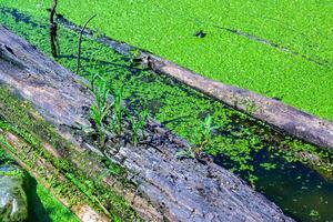 Green plants grow in a rotten tree trunk floating in a small lake with duckweed photo