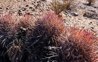 Cottontop cactus Echinocactus polycephalus, Cacti in the stone desert in the foothills, Arizona photo