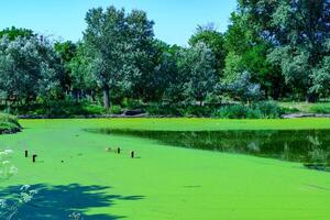 Aquatic plants floating on the surface of the water duckweed Lemna and Wolffia in a stagnant pond, photo