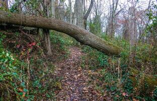 Walking path under fallen trees in the forest in autumn in the suburbs of New Jersey, USA photo
