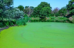 Aquatic plants floating on the surface of the water duckweed Lemna and Wolffia in a stagnant pond, photo