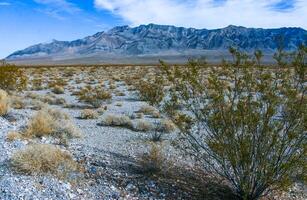 California desert landscape, cacti and other desert plants in rock desert in the foothills, California photo