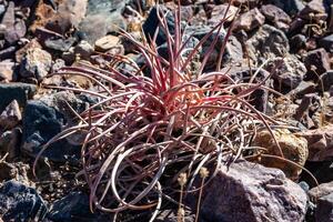 Cottontop cactus Echinocactus polycephalus, Cacti in the stone desert in the foothills, Arizona photo