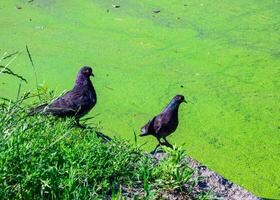 The image shows two pigeons standing on grass near a body of water photo